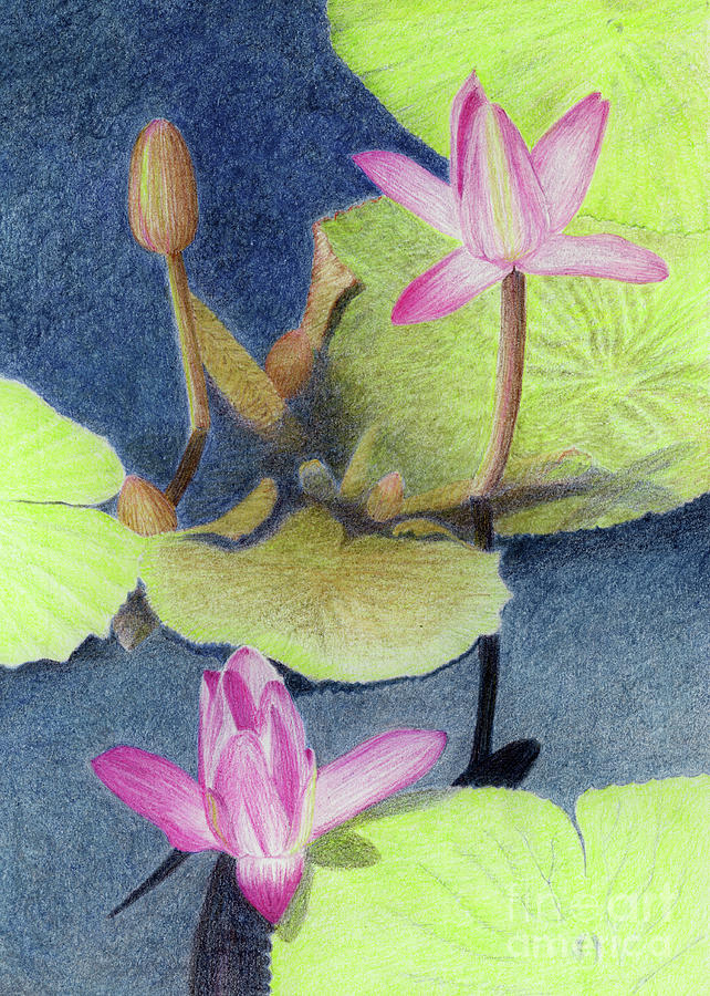 Lotus Drawing by Jackie Irwin