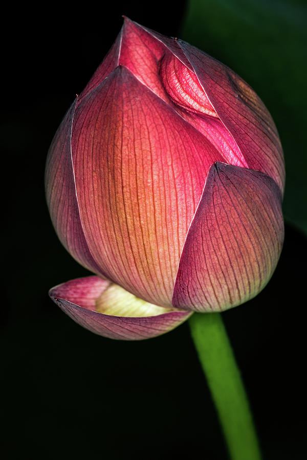 Lotus Photograph by Jay Stockhaus