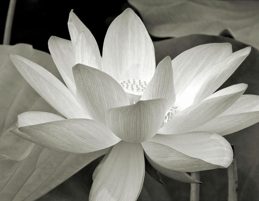 Lotus Photograph by Jennifer Wheatley Wolf