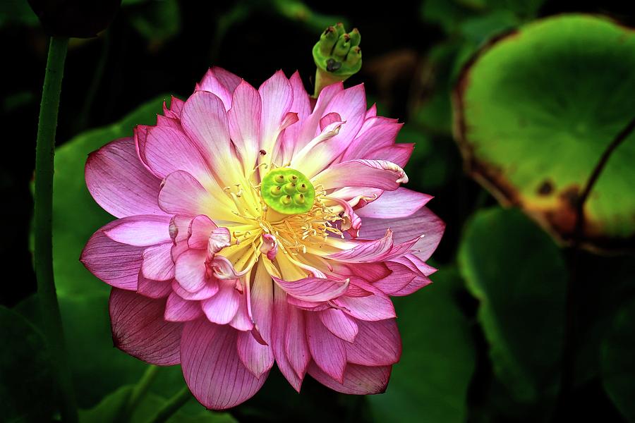Lotus... Photograph by John Moulds