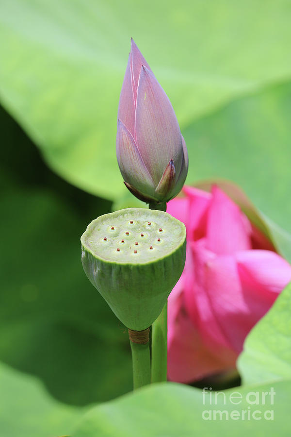 Lotus Layers Photograph