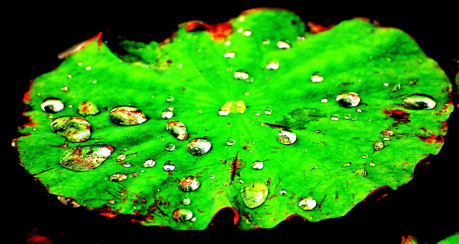 Lotus leaf Photograph by Douglas Pike