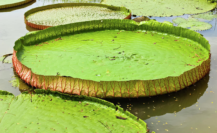 Lotus leaf from Thailand Photograph by Prasert Chiangsakul - Fine Art ...