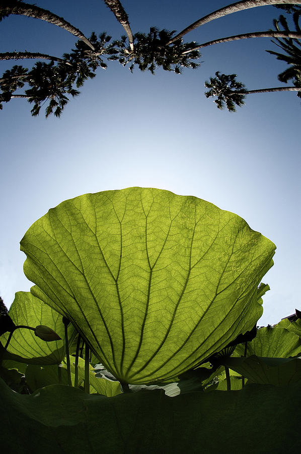 Lotus Leaf Photograph by Harry Spitz