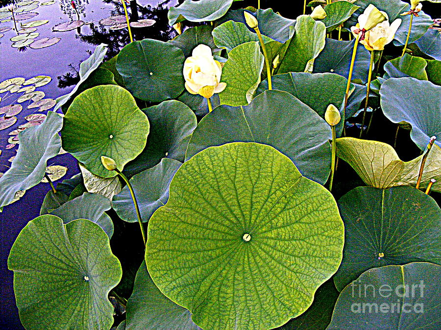 Lotus Leaf  Photograph by Nancy Kane Chapman