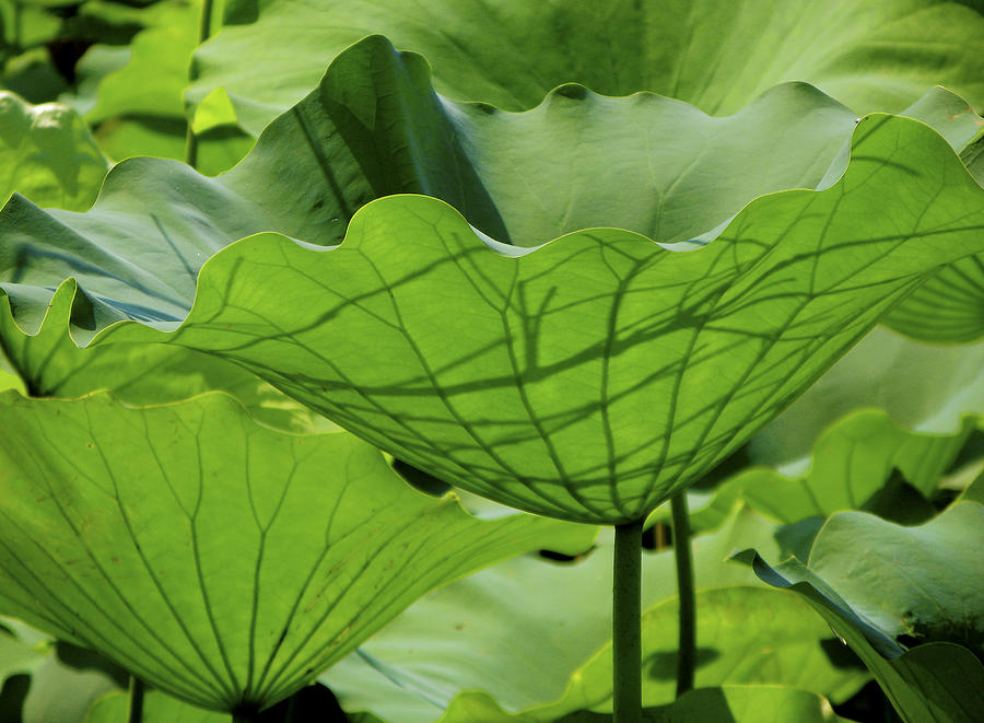 Lotus Leaves Photograph by Valerie Brown