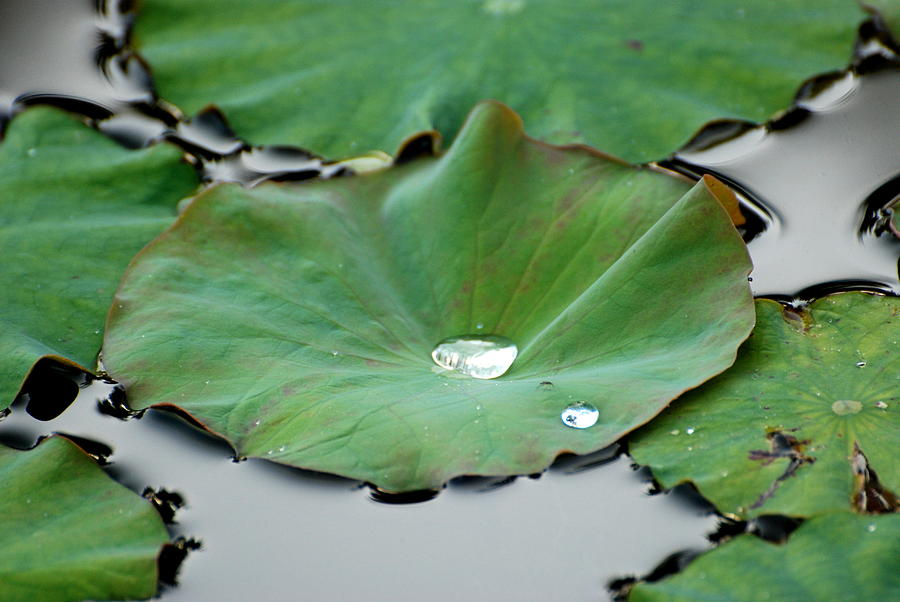 Lotus leaves with water drop Photograph by Douglas Pike
