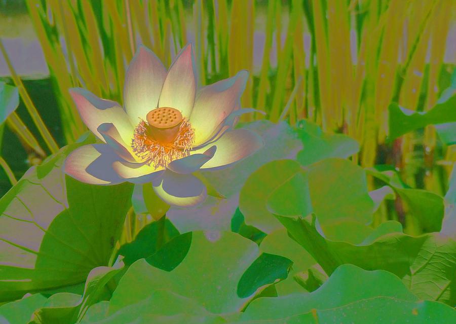 Lotus Light Digital Art by Tg Devore