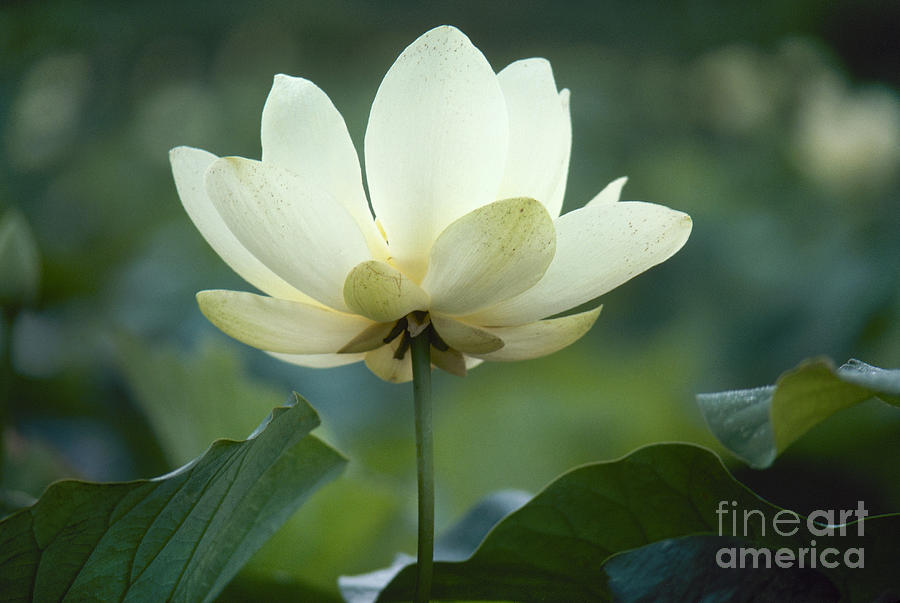 Lotus Lily Photograph by Granger