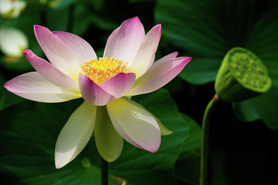 Lotus Lily in its Final Days Photograph by Dennis Dame