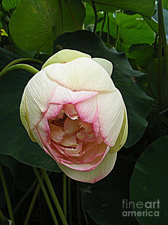 Lotus Lovely 2 Photograph by Nancy Kane Chapman