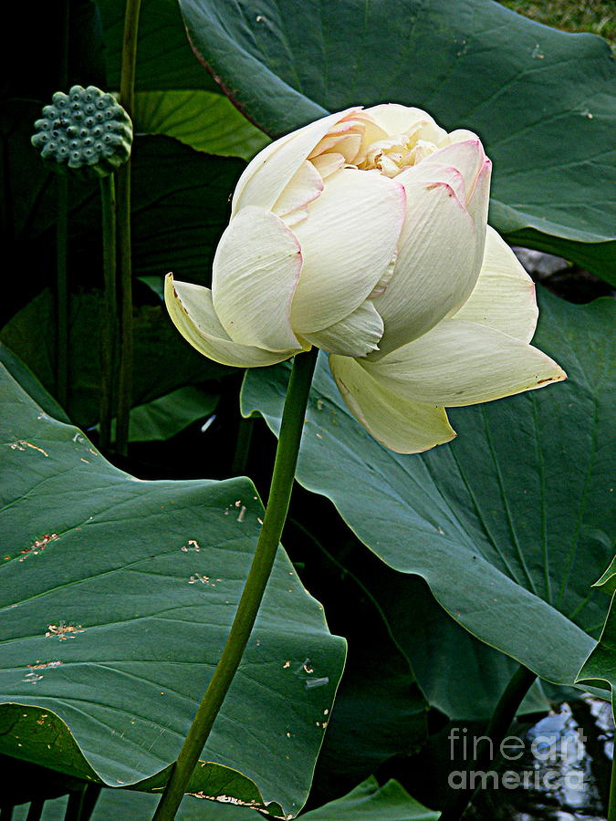 Lotus Lovely Photograph by Nancy Kane Chapman