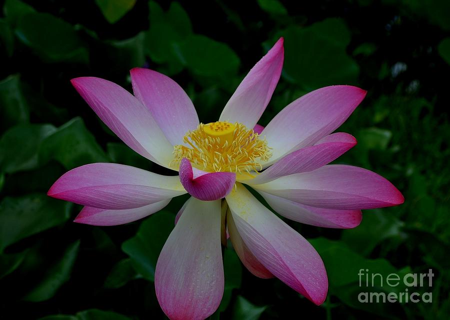 Lotus of the Night Photograph by Mary Deal