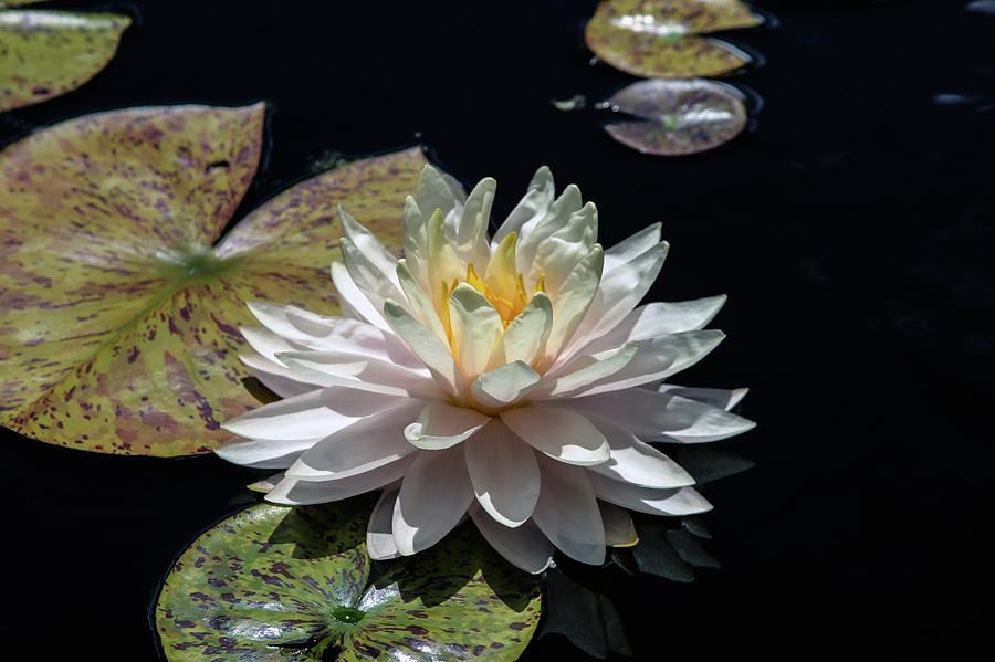 Lotus On A Prussian Blue Pool 2935 H_2 Photograph by Steven Ward