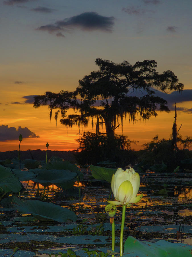 Lotus On Da bayou Photograph by Kimo Fernandez