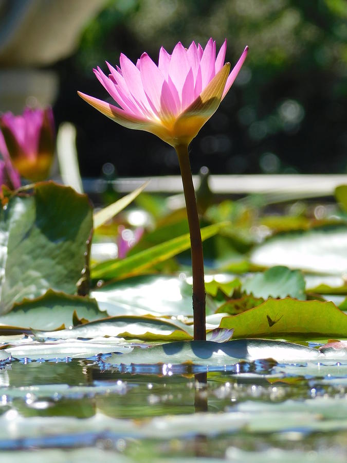 Lotus on Water Photograph by Shelby Bryson - Fine Art America