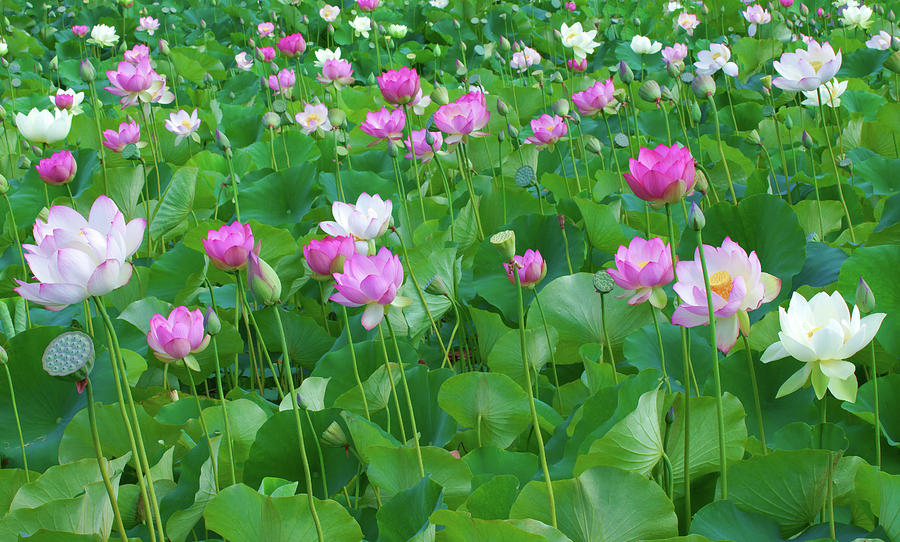Lotus Panorama Photograph