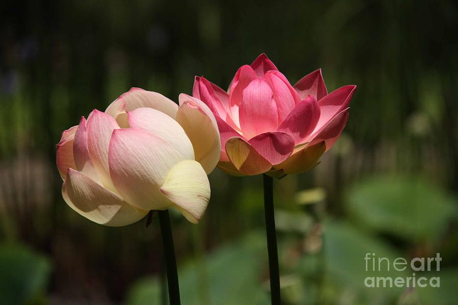 Flower Photograph - Lotus by Penny Smith