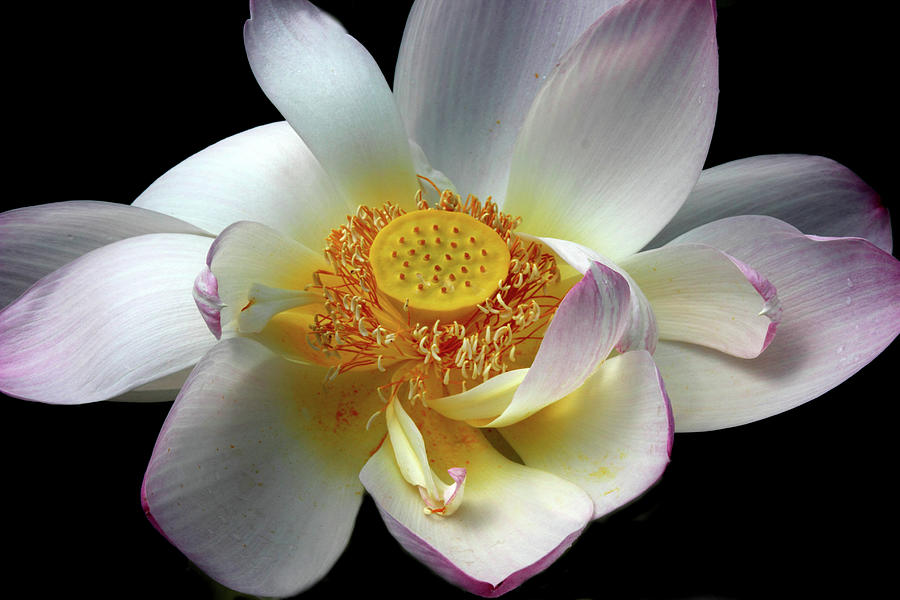 Lotus Petals Photograph by Jessica Jenney