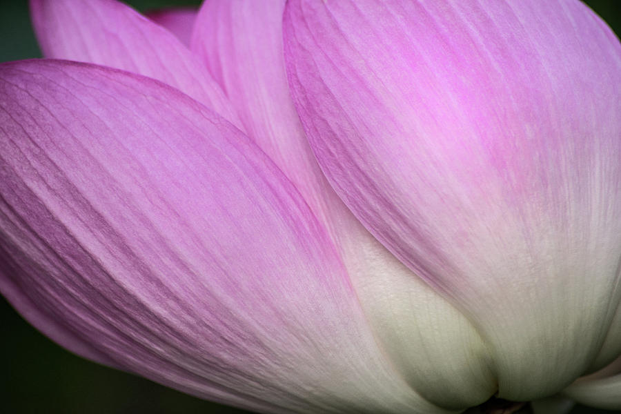Lotus Petals Macro Photograph by Don Johnson
