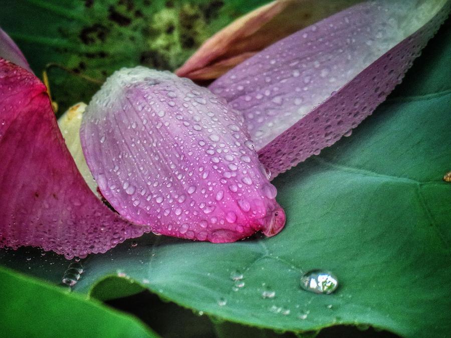 Lotus Petals Photograph