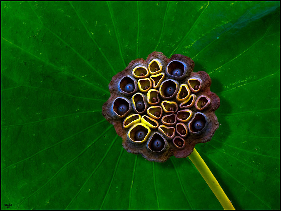Lotus Pod Photograph by Chris Lord