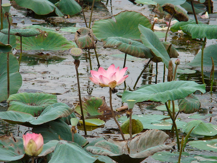 Nature Photograph - Lotus pond -2 by Reshmi Shankar