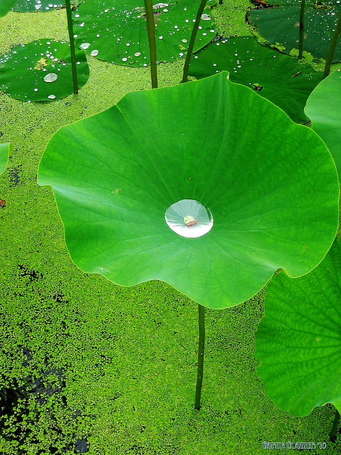Lotus Pond Photograph by Garth Glazier