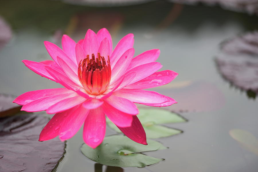 Lotus Pond Photograph by Ivan Franklin