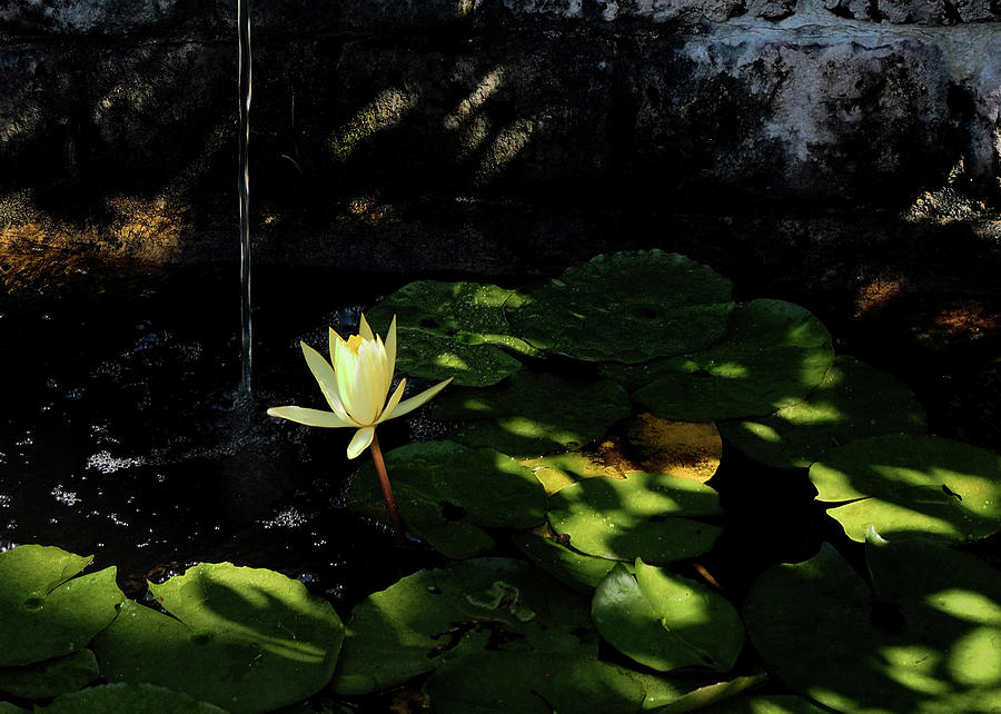 Lotus Pond Photograph by Jim Hill