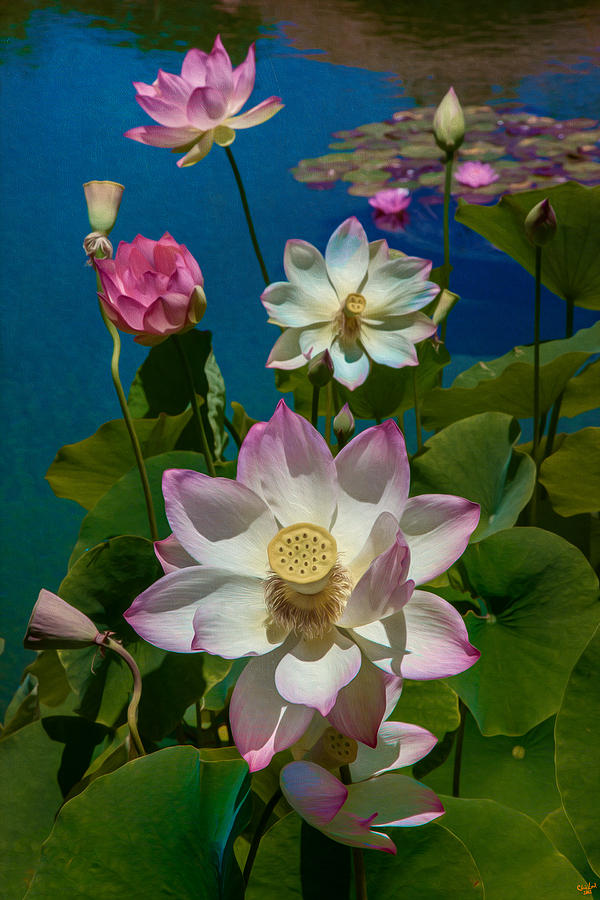 Lotus Pool Photograph by Chris Lord