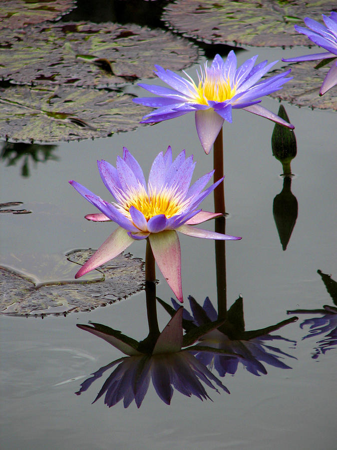 Lily Photograph - Lotus Reflection 4 by David Dunham