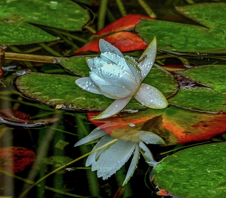 Lotus Reflection Photograph by Jerry Cahill