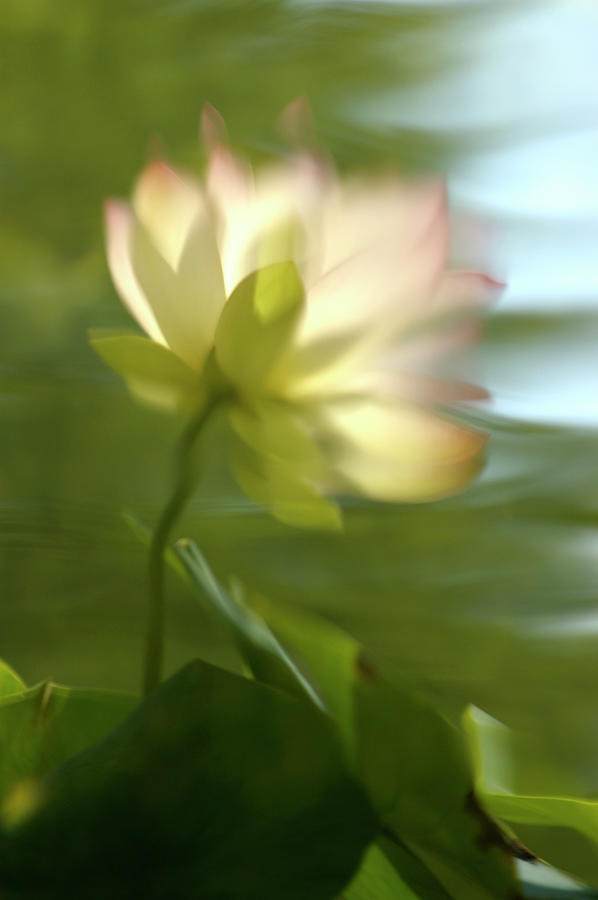 Lotus Reflection Photograph by Jill Love