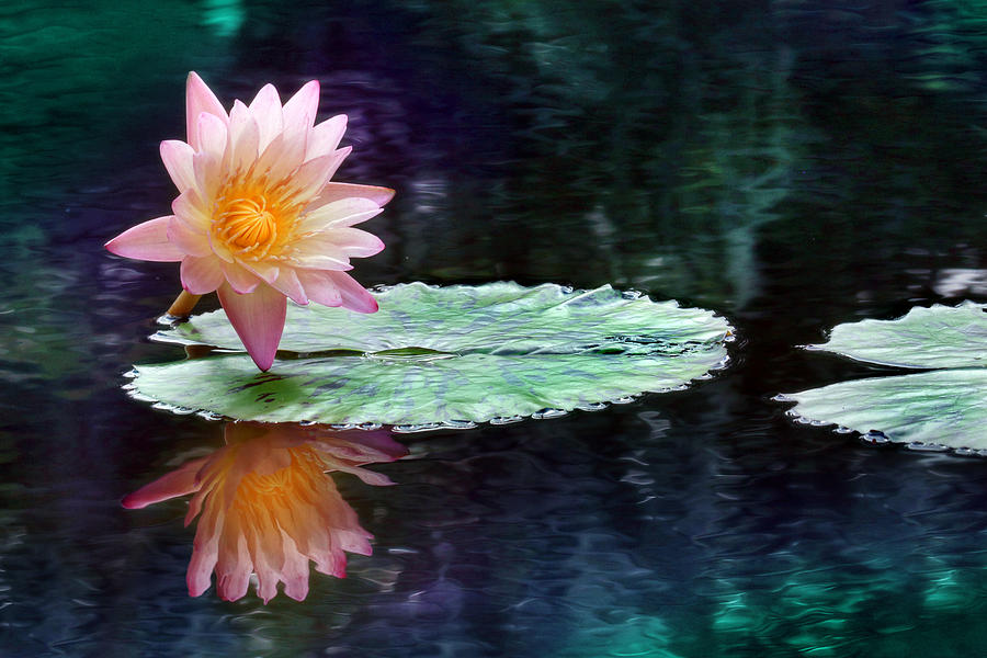  Lotus Reflection  Photograph by Lori Deiter