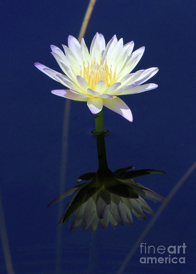 Lotus Reflection Photograph by Paula Guttilla