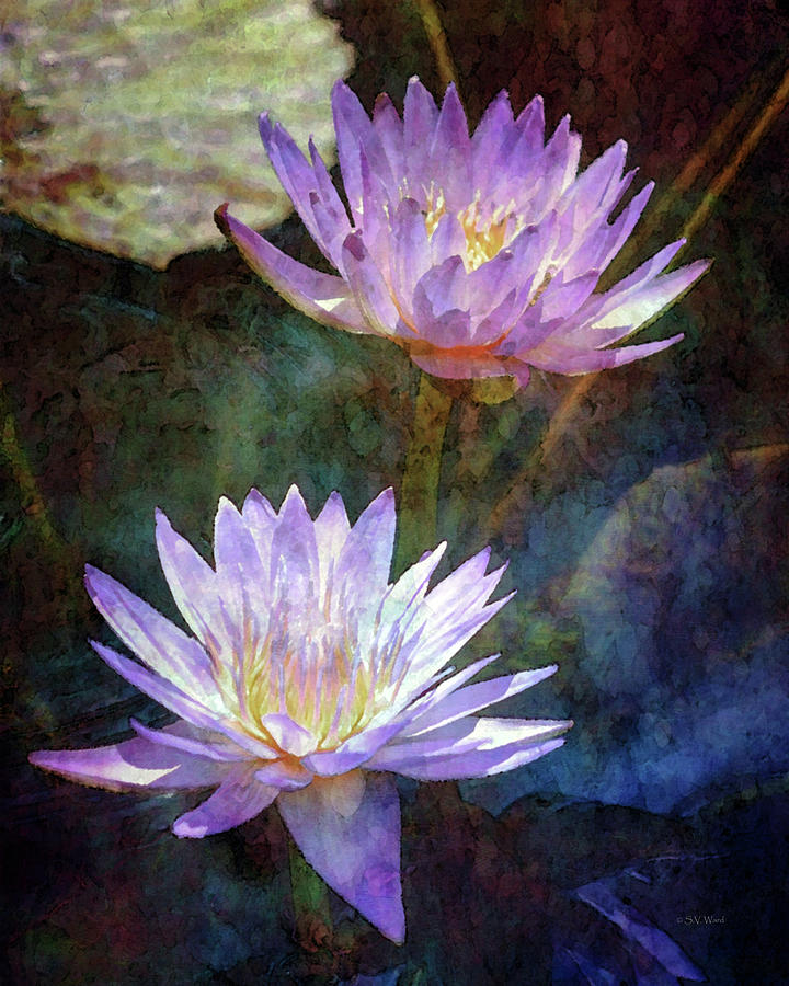 Lotus Reflections 2980 Idp_2 Photograph