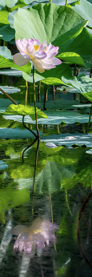 Lotus Photograph - Lotus Reflections by Laura Ducceschi