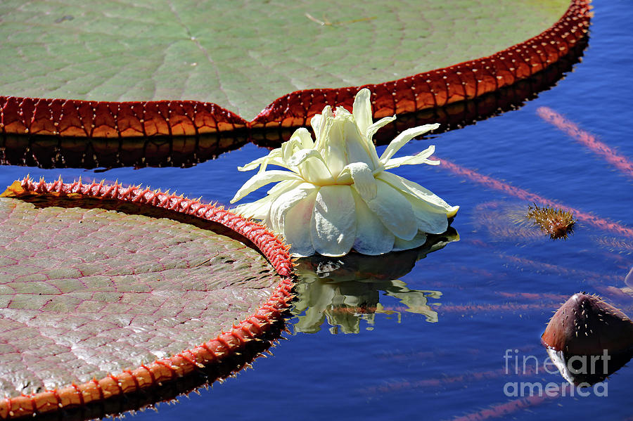 Lotus Reflections Photograph by Mary Haber