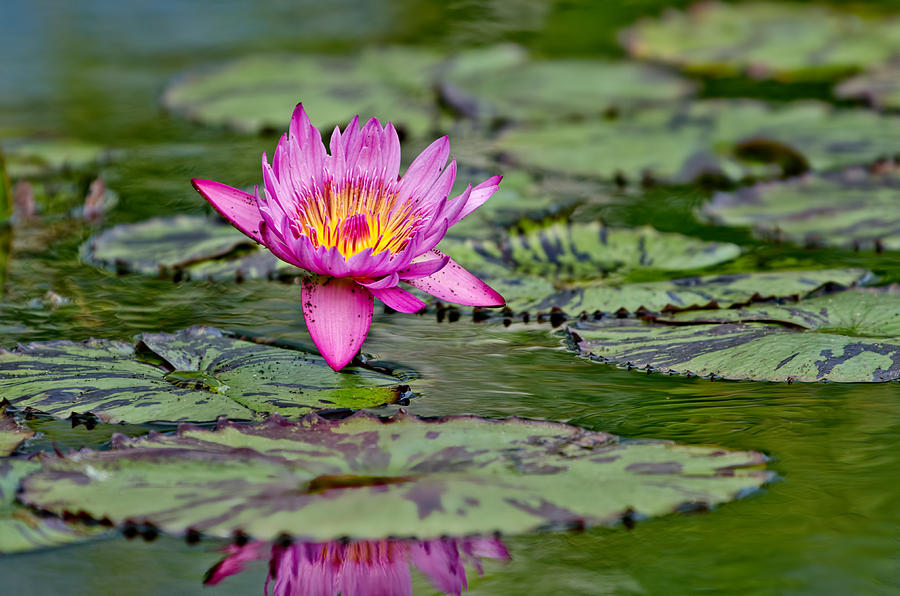 Lily Photograph - Lotus by RC Pics