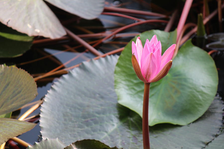 Lotus, Rishikesh Photograph by Jennifer Mazzucco
