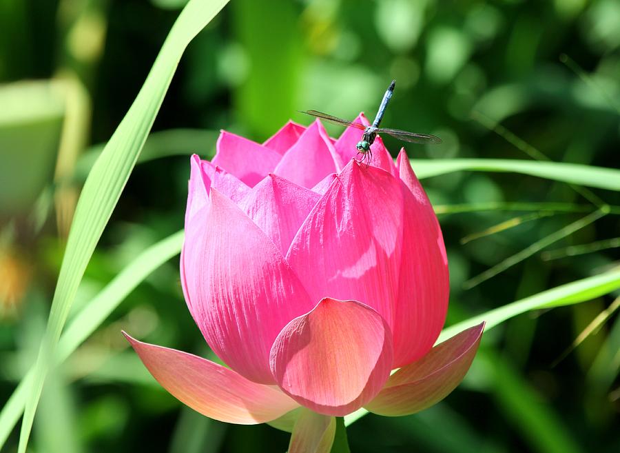 Lotus blooming Photograph by Ronda Ryan