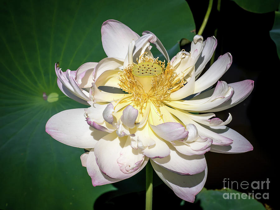 Lotus Flower Photograph by Scott and Dixie Wiley