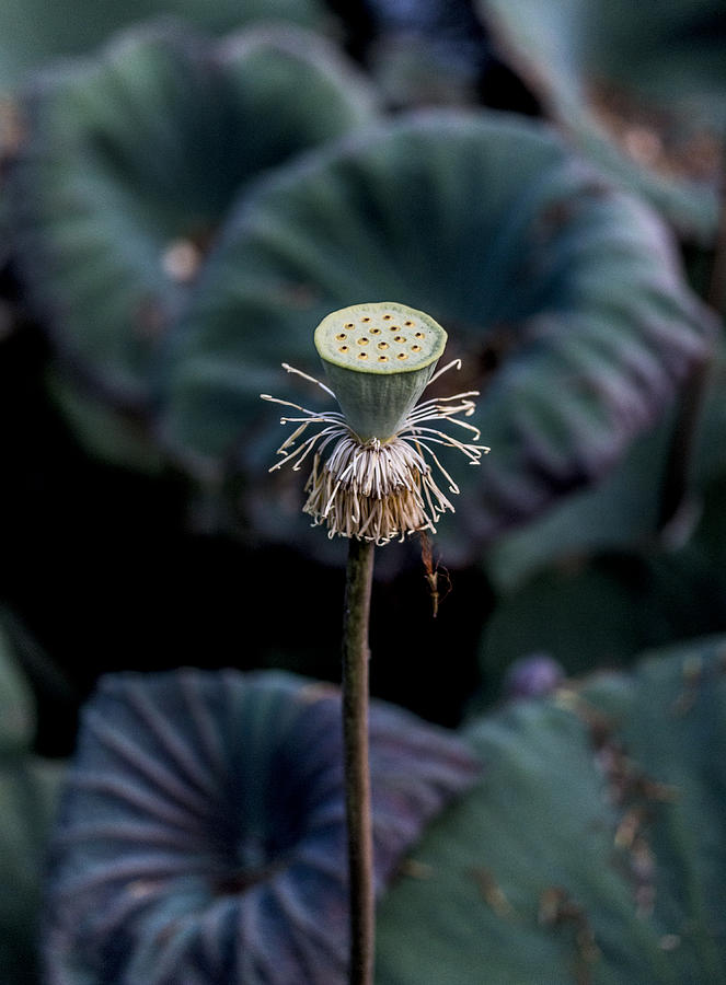 Lotus Seed Photograph By Chas Hauxby Fine Art America 9974