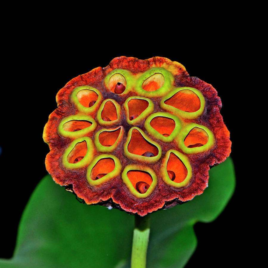 lotus seed pod photoshop on body