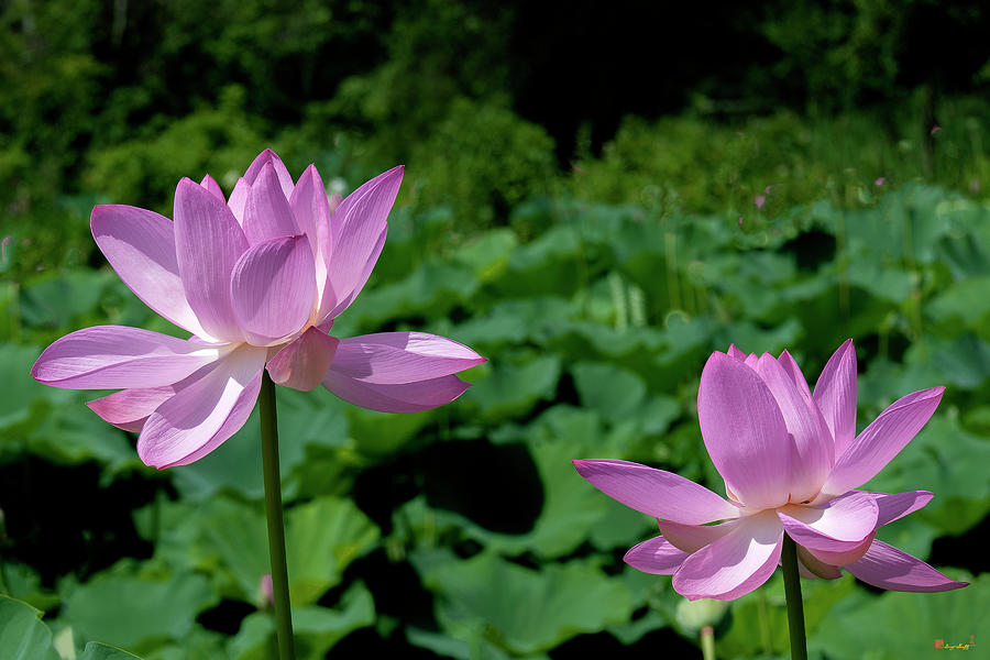 Lotus--Sisters ii DL0083 Photograph by Gerry Gantt