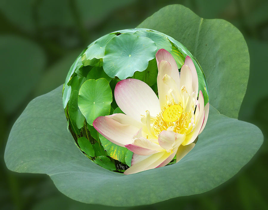 Lotus Sphere Photograph by Dawn Currie