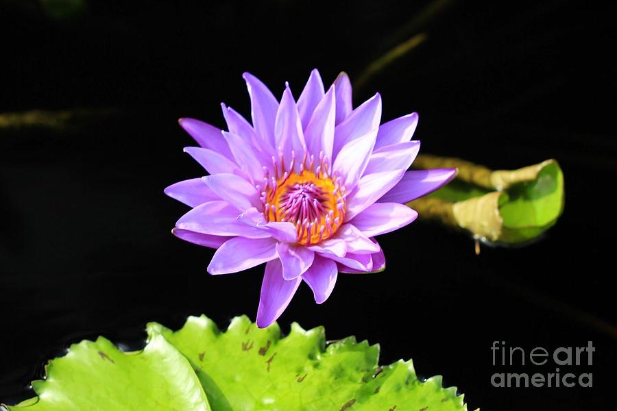 Lotus Splendor Photograph by Deborah Crew-Johnson