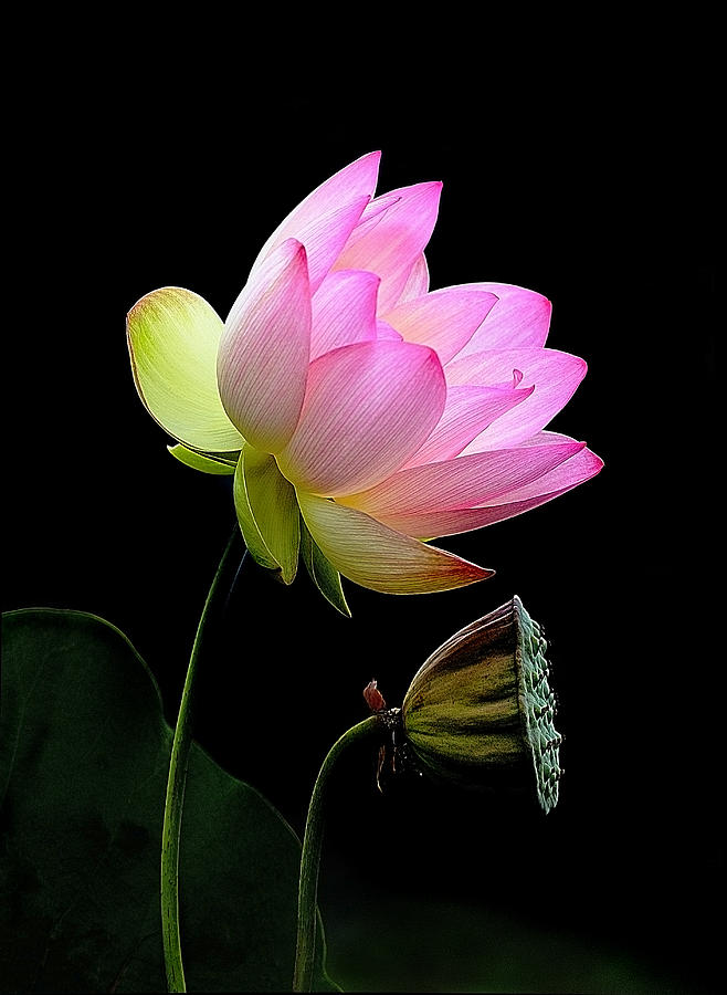 Lotus  Photograph by Thanh Thuy Nguyen