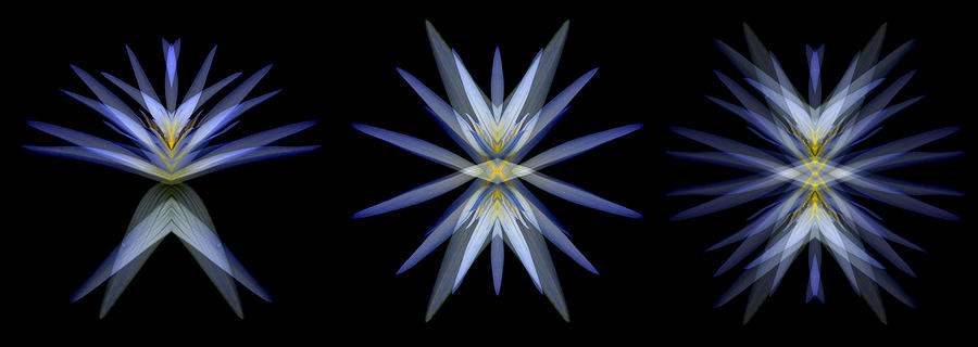 Lily Photograph - Blue Lotus Transitions 4-5-6 by Wayne Sherriff